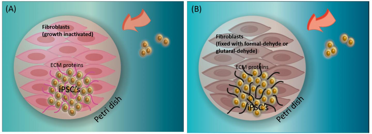 Stem Cell And Feeder Cell Link Challenged Science 2.0